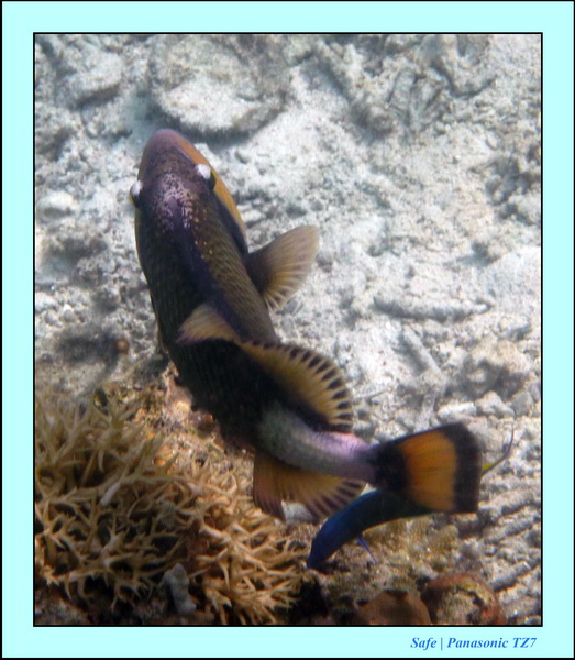 209   07   Sibuan 20